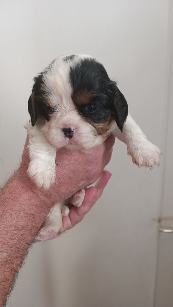 des Jardins de Mezzavia - Chiot disponible  - Cavalier King Charles Spaniel