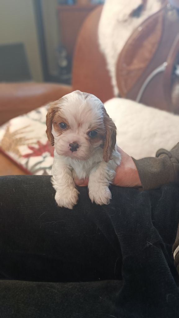 des Jardins de Mezzavia - Chiot disponible  - Cavalier King Charles Spaniel