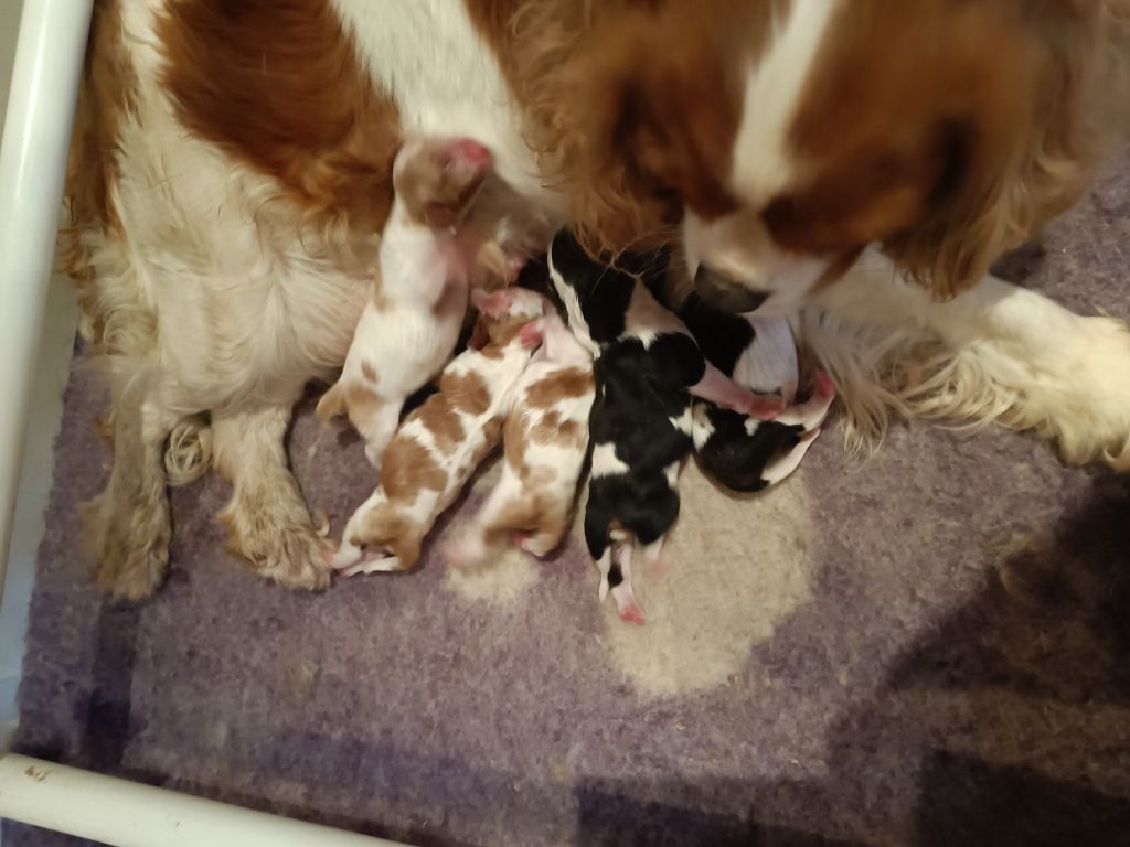 chiot Cavalier King Charles Spaniel des Jardins de Mezzavia