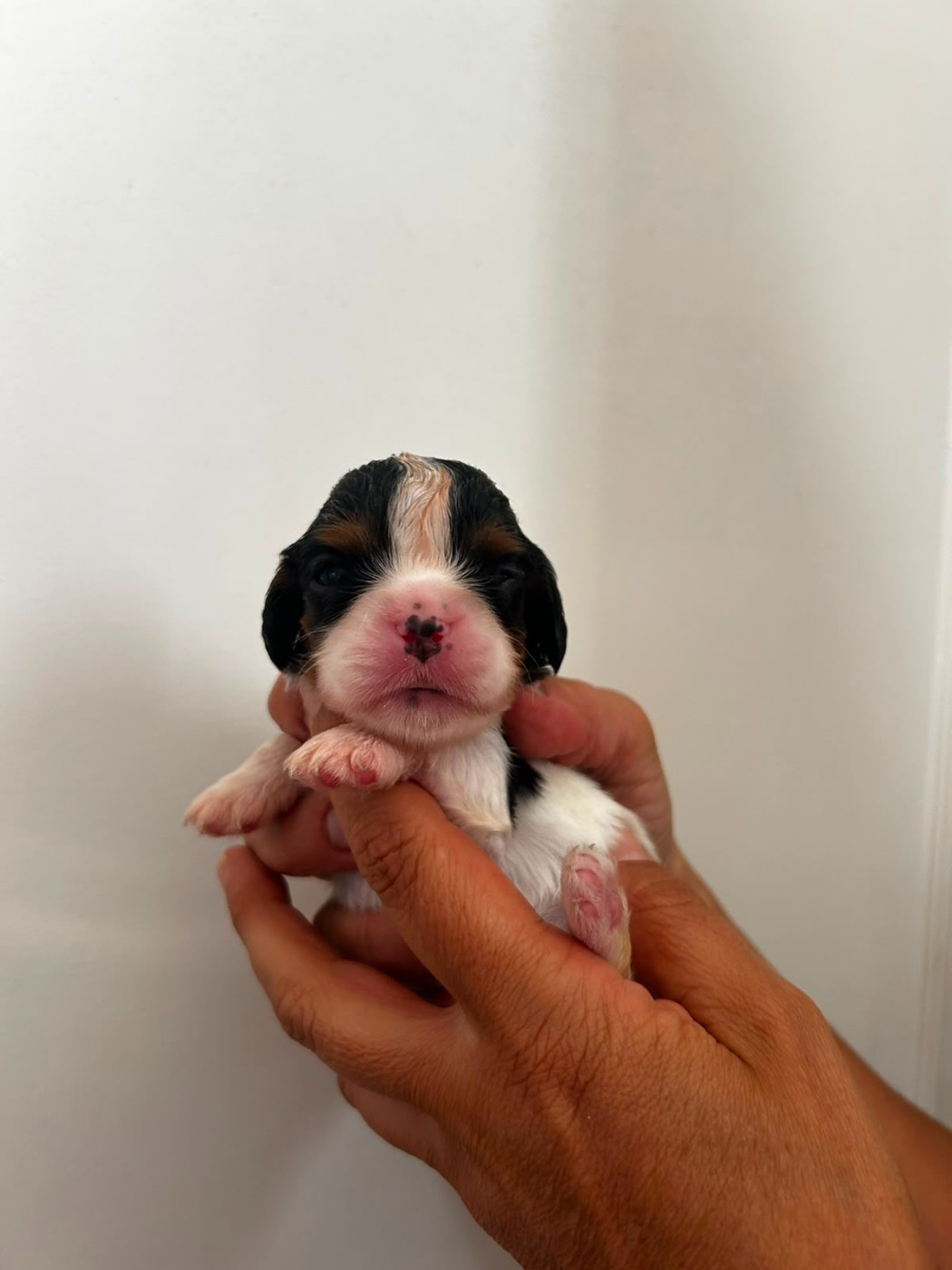 Prochainement nous attendons une nouvelle naissance.