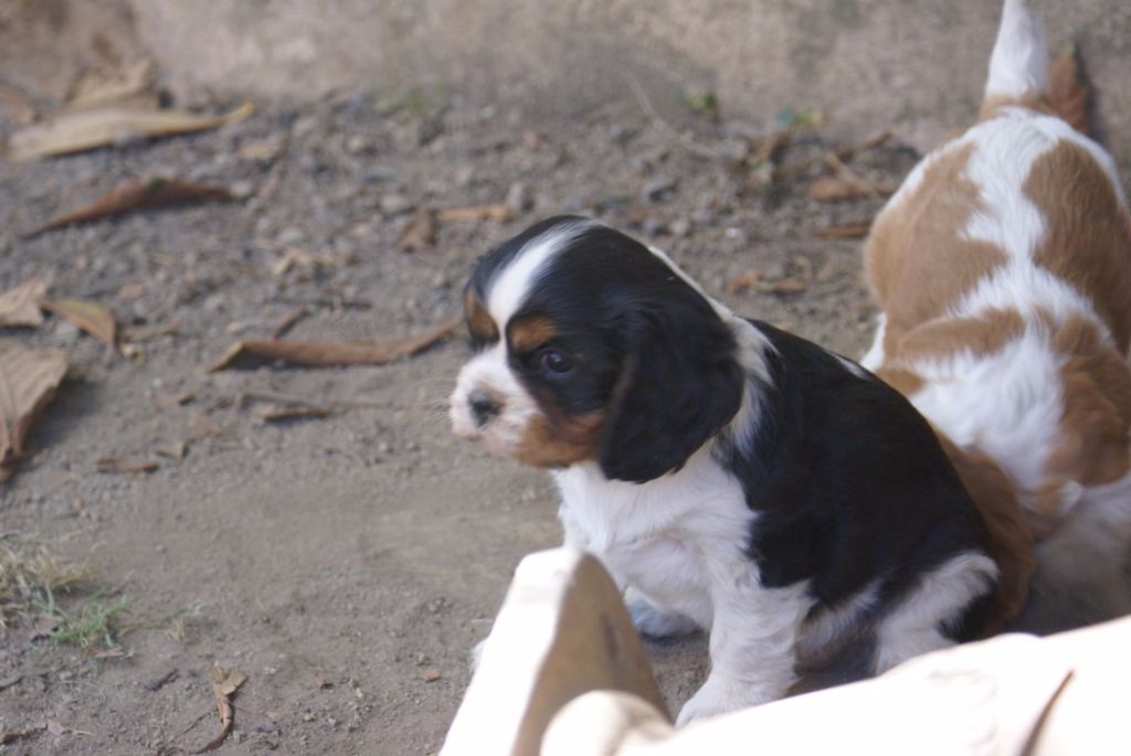 Nos chiots 2017