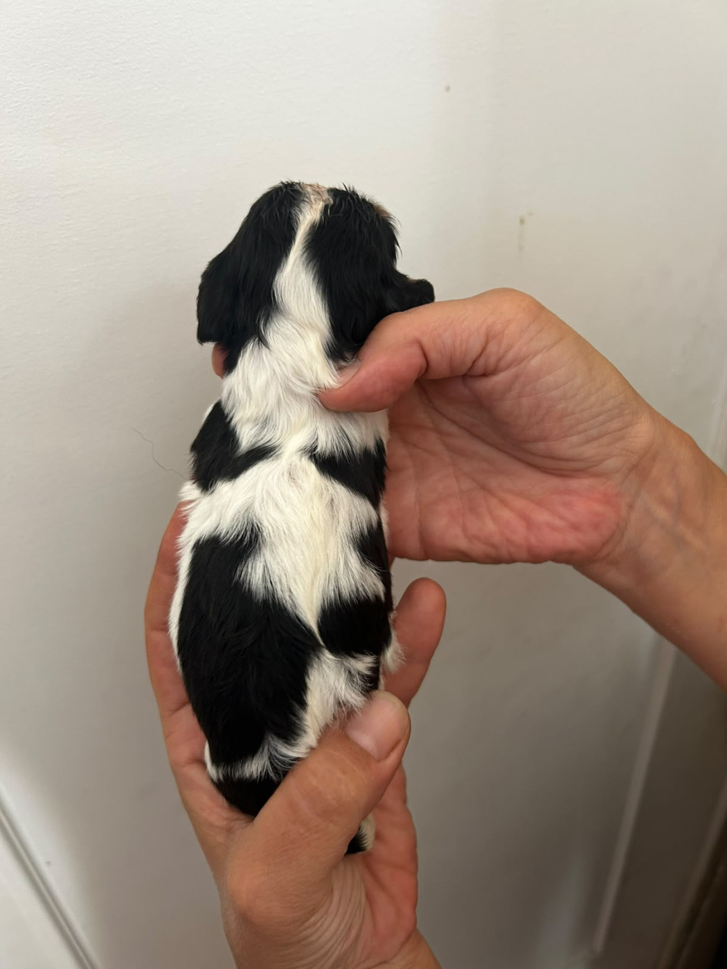 des Jardins de Mezzavia - Chiots disponibles - Cavalier King Charles Spaniel