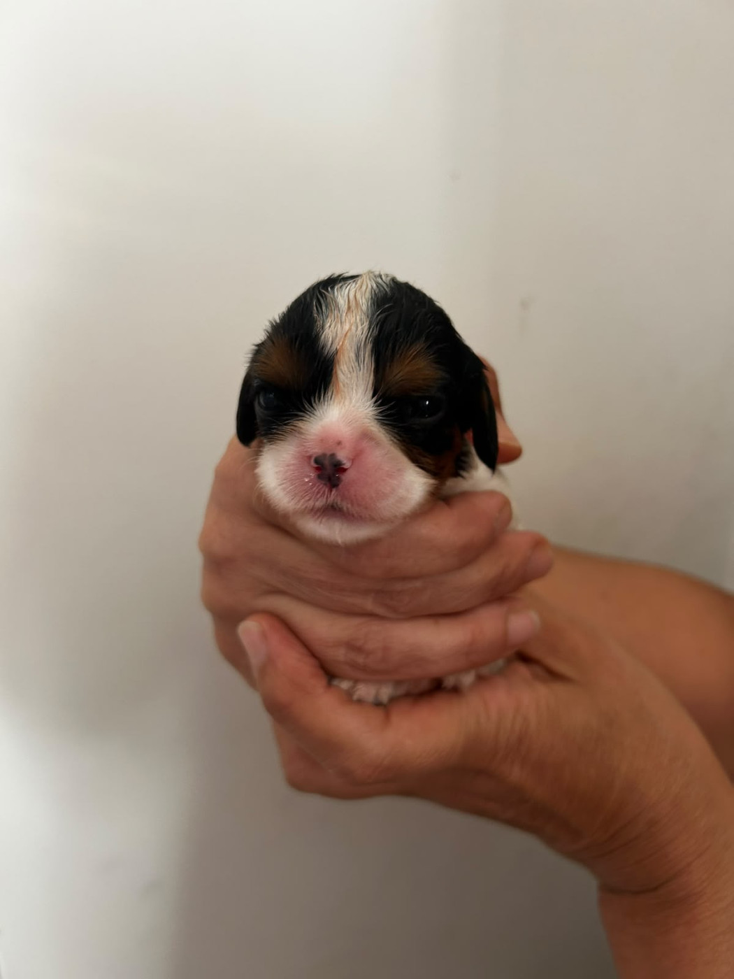 des Jardins de Mezzavia - Chiots disponibles - Cavalier King Charles Spaniel