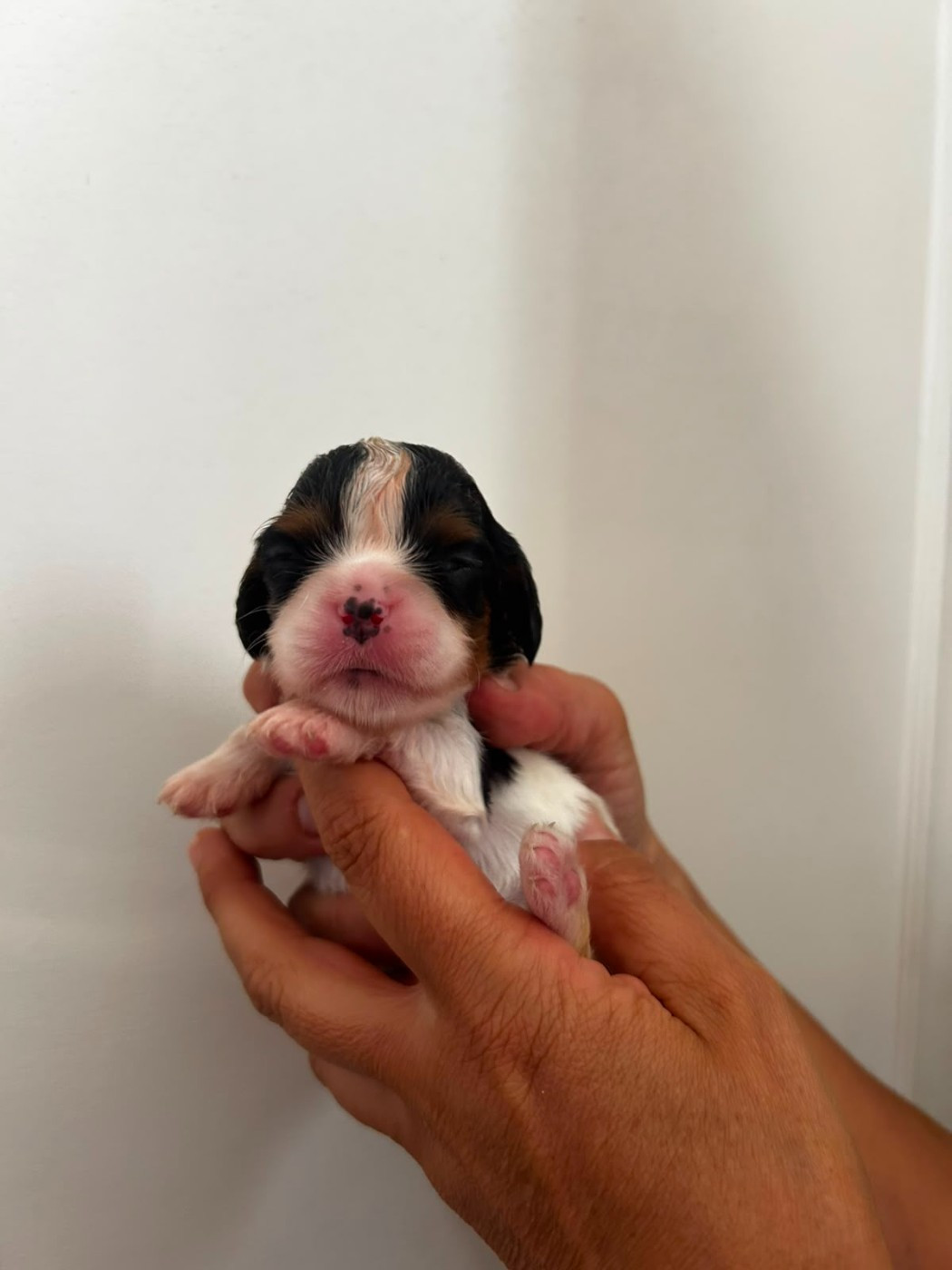 des Jardins de Mezzavia - Chiots disponibles - Cavalier King Charles Spaniel
