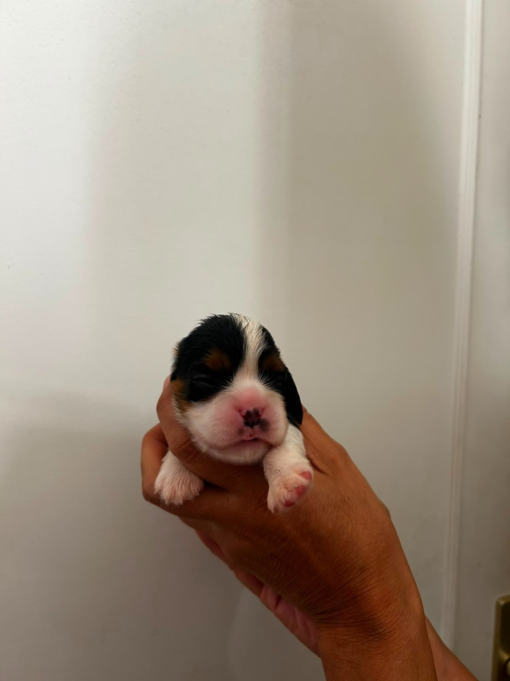 des Jardins de Mezzavia - Chiots disponibles - Cavalier King Charles Spaniel
