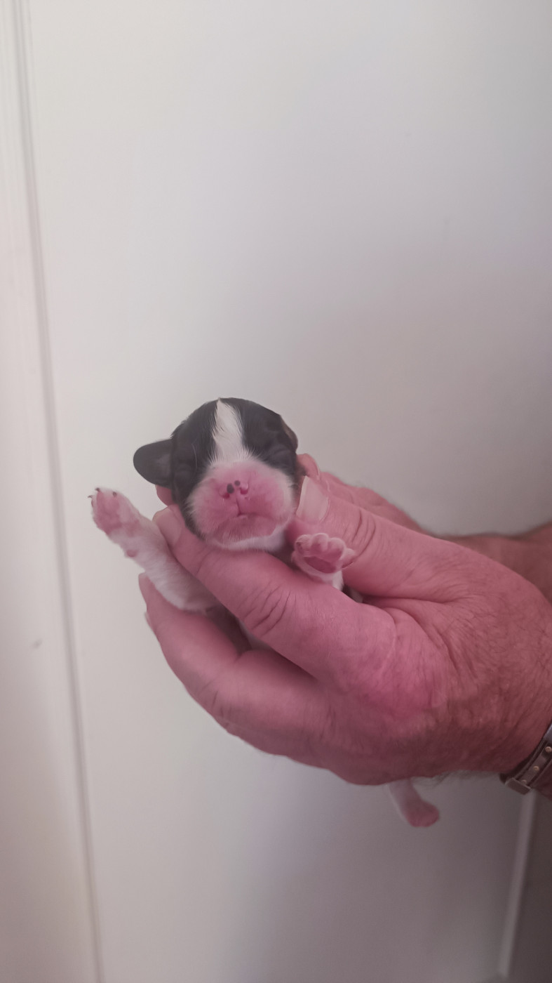 des Jardins de Mezzavia - Chiots disponibles - Cavalier King Charles Spaniel