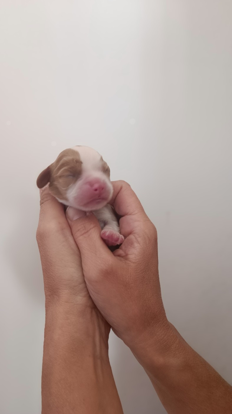 des Jardins de Mezzavia - Chiots disponibles - Cavalier King Charles Spaniel