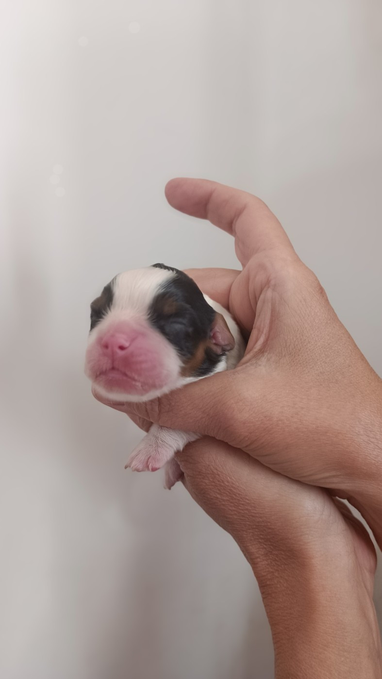 des Jardins de Mezzavia - Chiots disponibles - Cavalier King Charles Spaniel