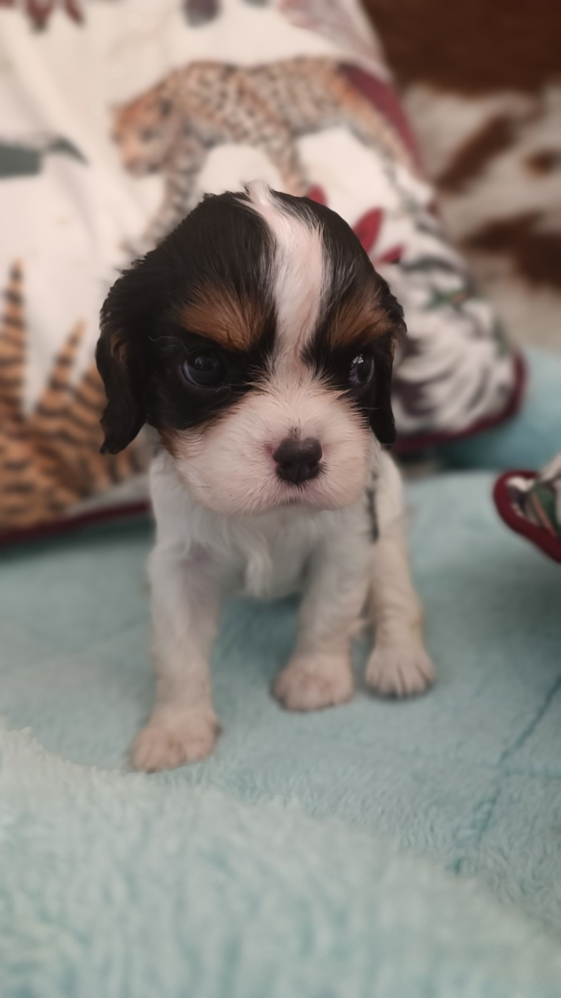 des Jardins de Mezzavia - Chiots disponibles - Cavalier King Charles Spaniel