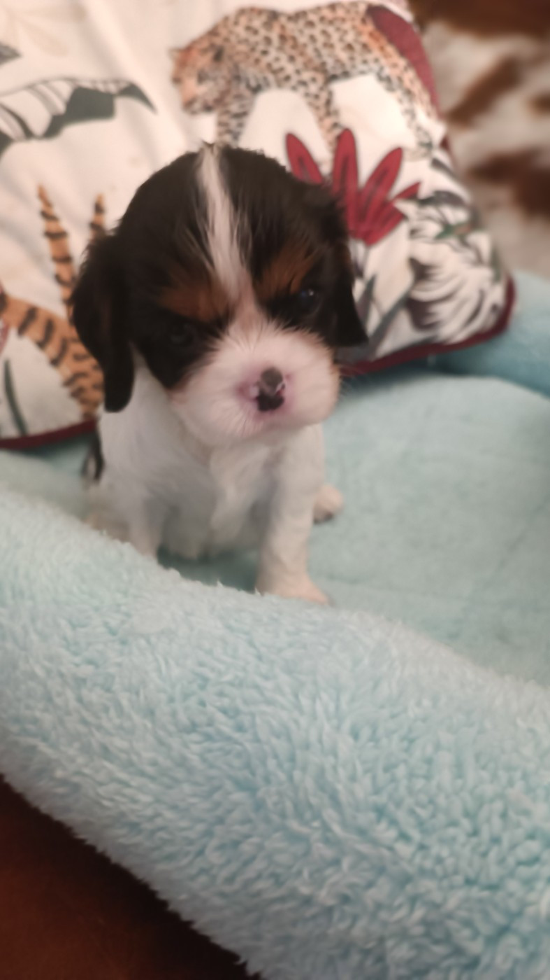 des Jardins de Mezzavia - Chiots disponibles - Cavalier King Charles Spaniel