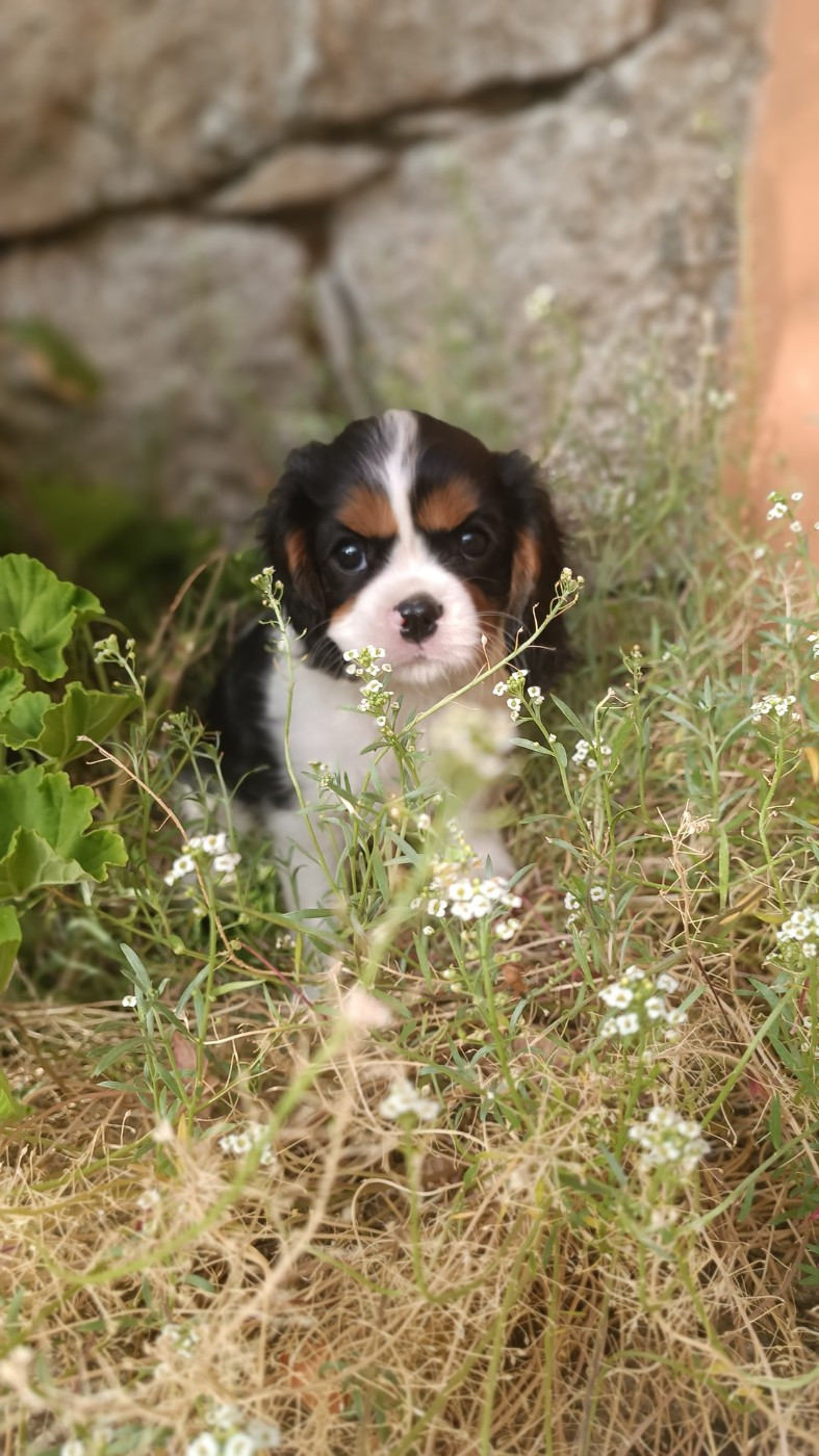 des Jardins de Mezzavia - Chiots disponibles - Cavalier King Charles Spaniel