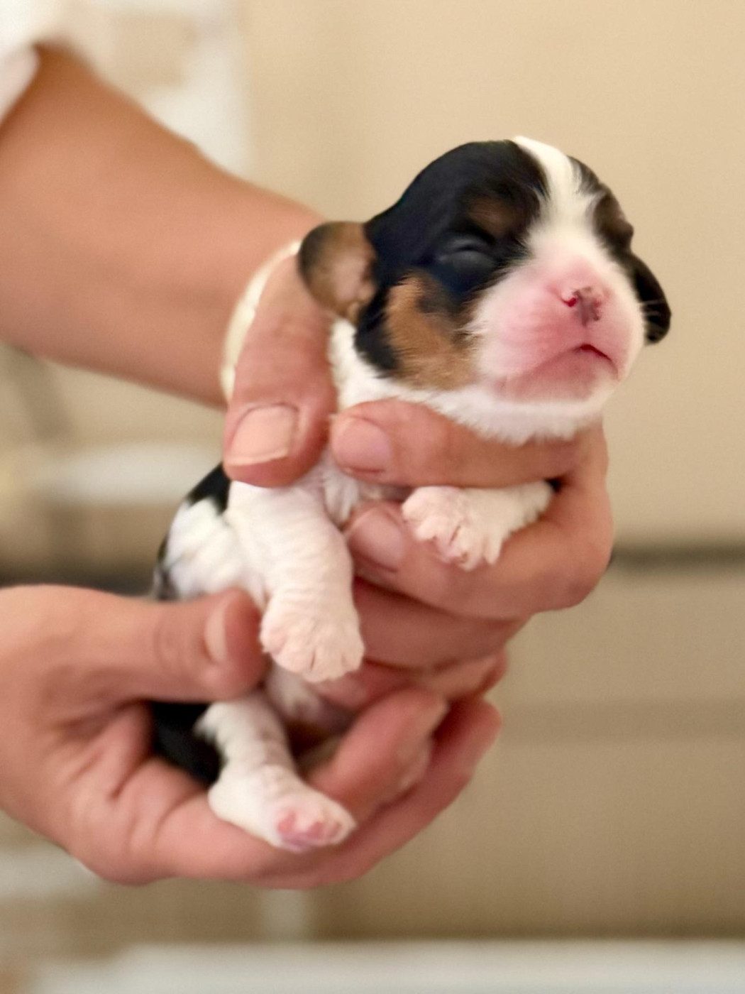 des Jardins de Mezzavia - Chiots disponibles - Cavalier King Charles Spaniel