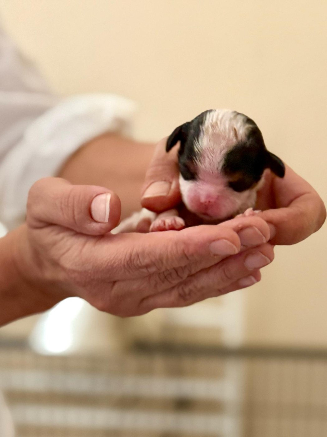 des Jardins de Mezzavia - Chiots disponibles - Cavalier King Charles Spaniel