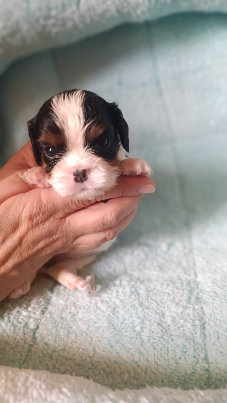 des Jardins de Mezzavia - Chiots disponibles - Cavalier King Charles Spaniel