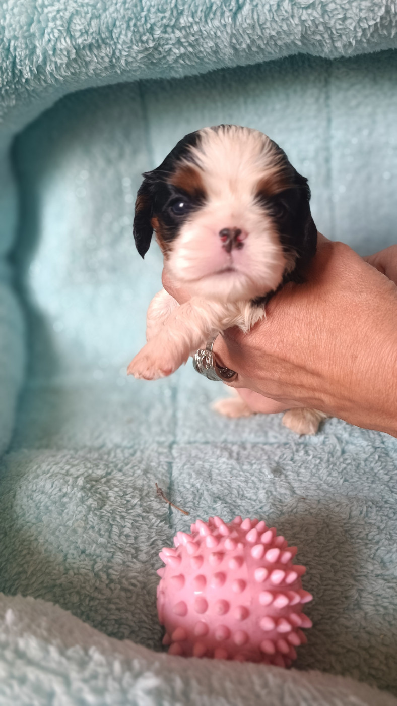des Jardins de Mezzavia - Chiots disponibles - Cavalier King Charles Spaniel