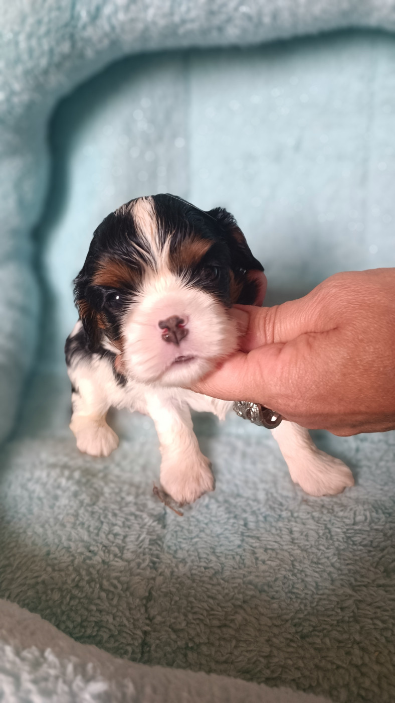 des Jardins de Mezzavia - Chiots disponibles - Cavalier King Charles Spaniel