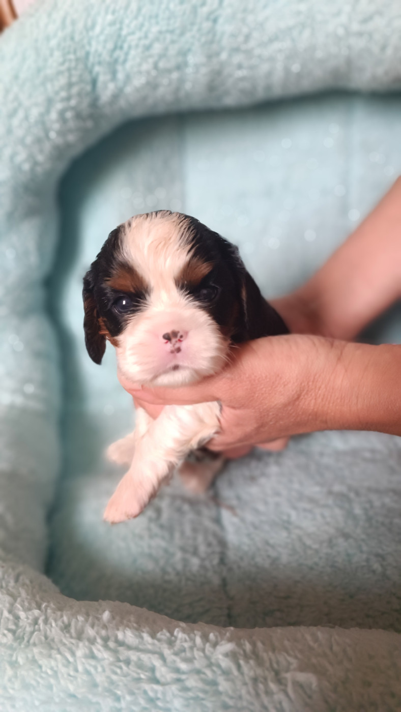 des Jardins de Mezzavia - Chiots disponibles - Cavalier King Charles Spaniel