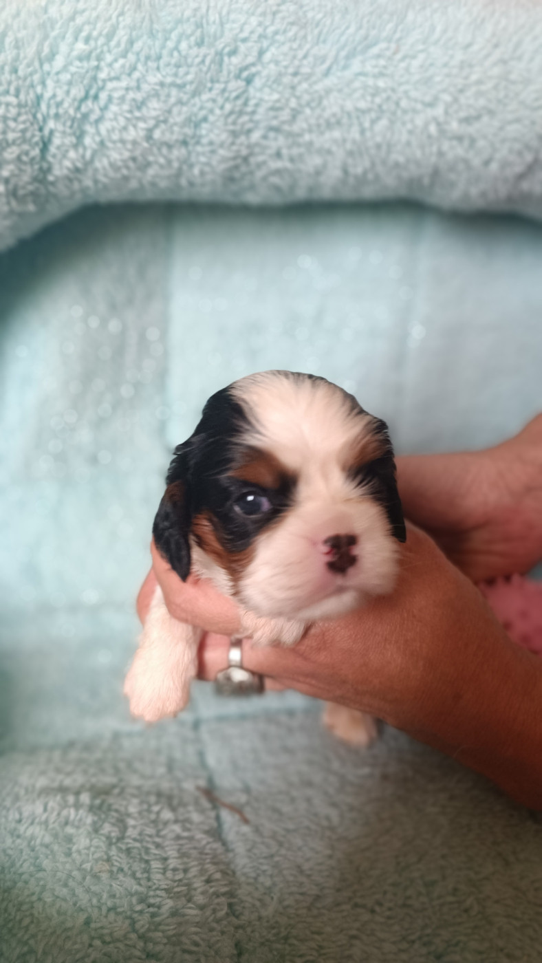 des Jardins de Mezzavia - Chiots disponibles - Cavalier King Charles Spaniel