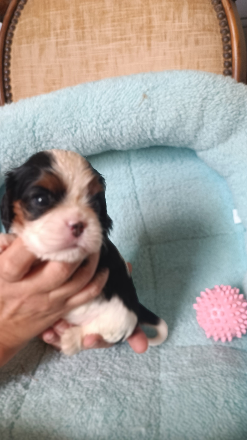 des Jardins de Mezzavia - Chiots disponibles - Cavalier King Charles Spaniel