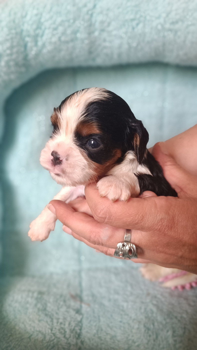 des Jardins de Mezzavia - Chiots disponibles - Cavalier King Charles Spaniel