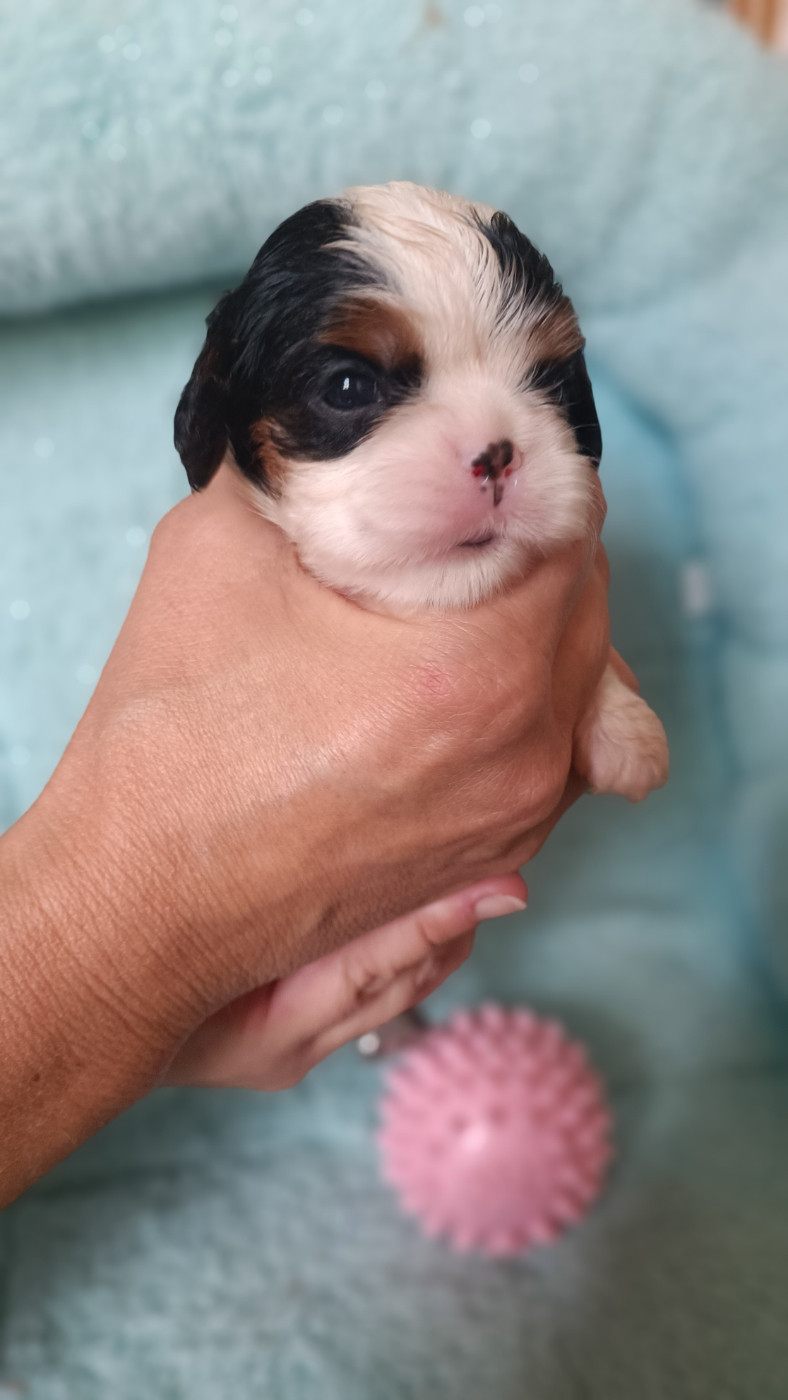 des Jardins de Mezzavia - Chiots disponibles - Cavalier King Charles Spaniel