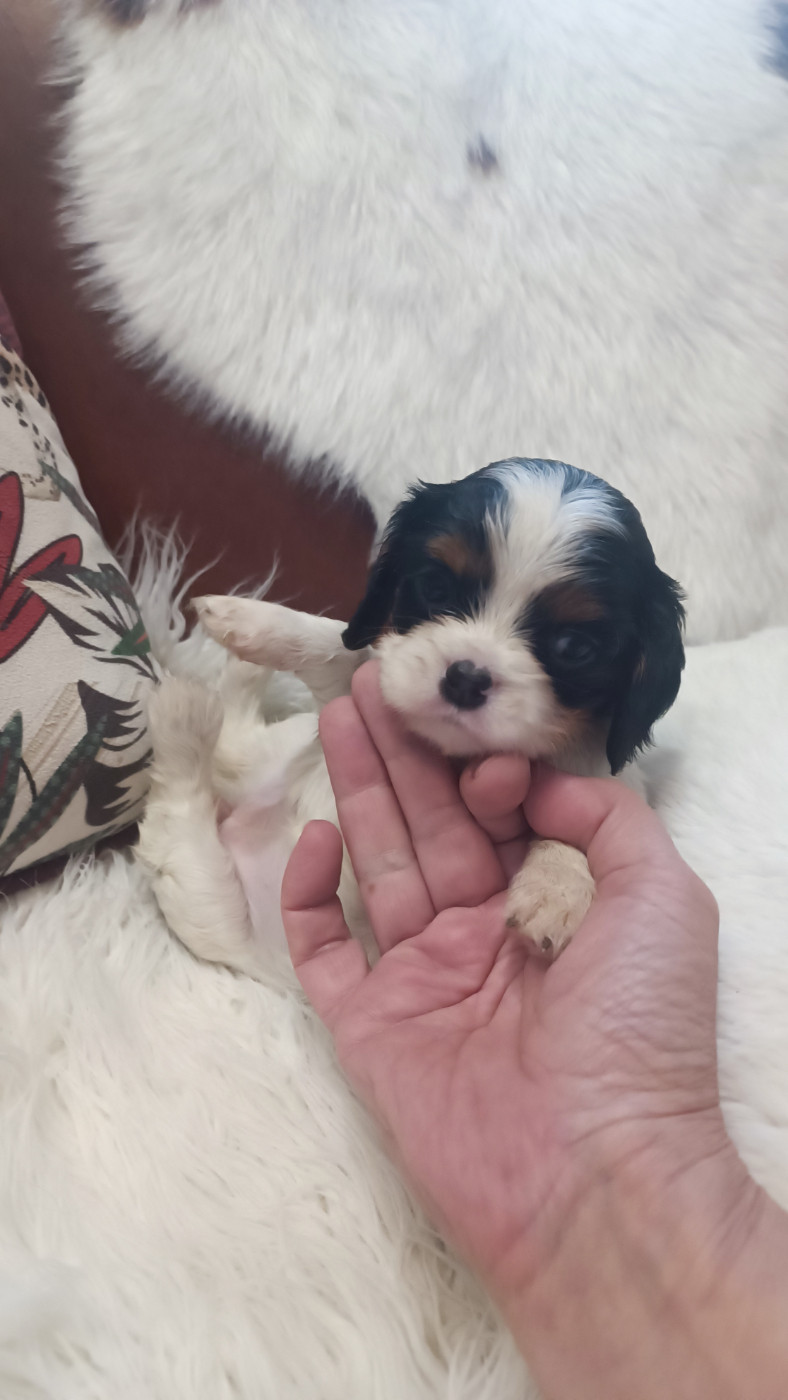 des Jardins de Mezzavia - Chiots disponibles - Cavalier King Charles Spaniel