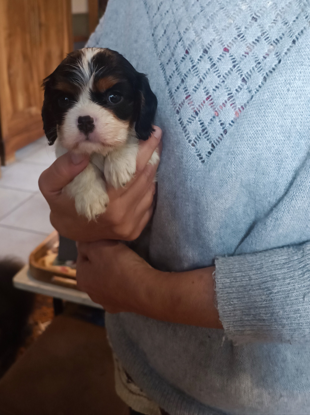 des Jardins de Mezzavia - Chiots disponibles - Cavalier King Charles Spaniel