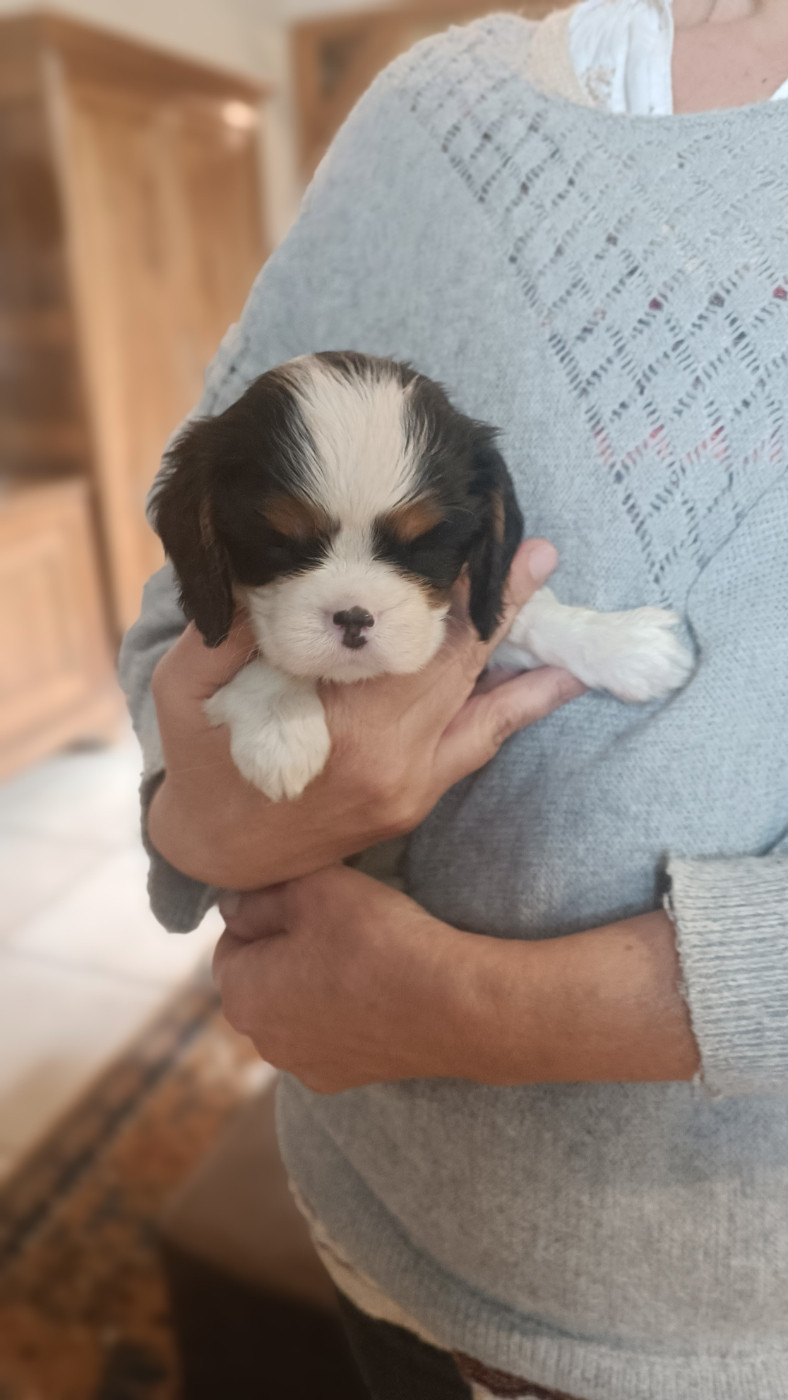 des Jardins de Mezzavia - Chiots disponibles - Cavalier King Charles Spaniel