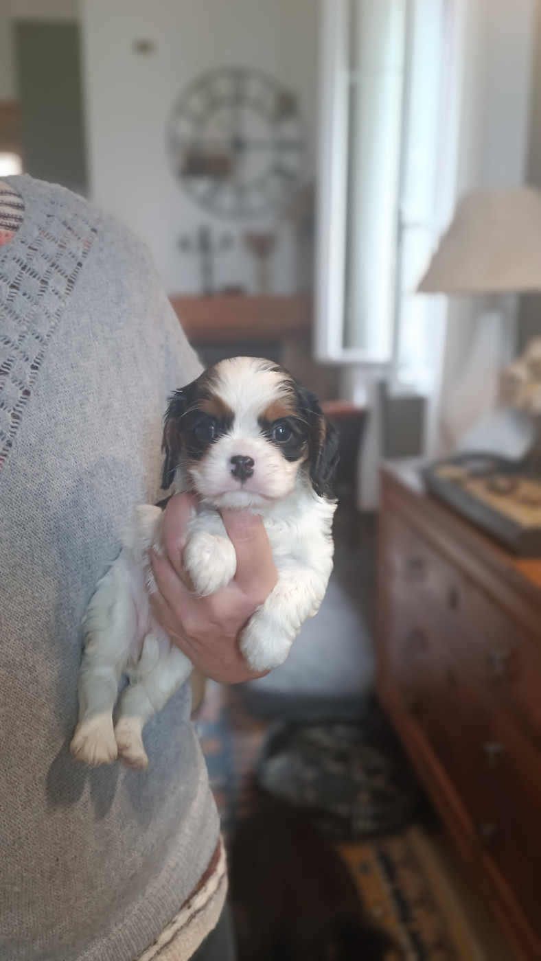 des Jardins de Mezzavia - Chiots disponibles - Cavalier King Charles Spaniel