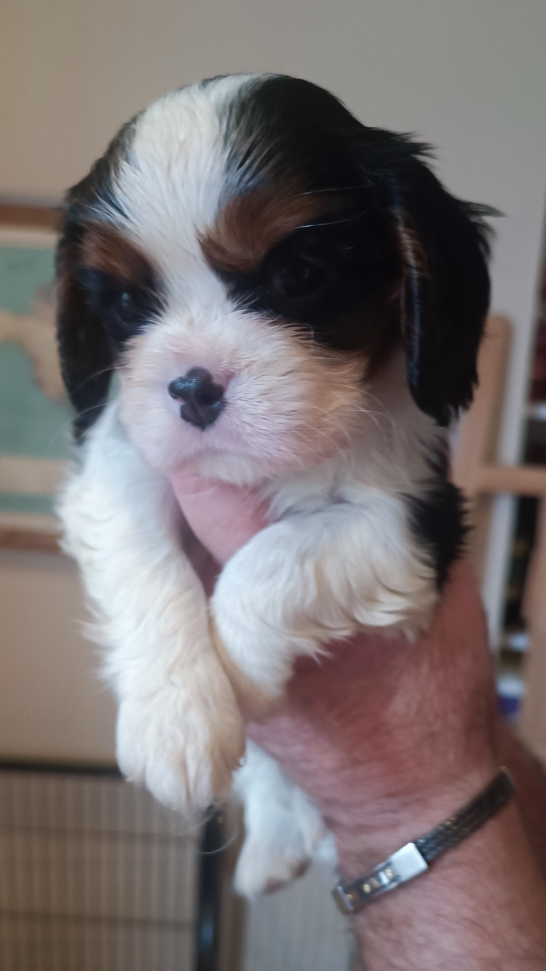 des Jardins de Mezzavia - Chiots disponibles - Cavalier King Charles Spaniel