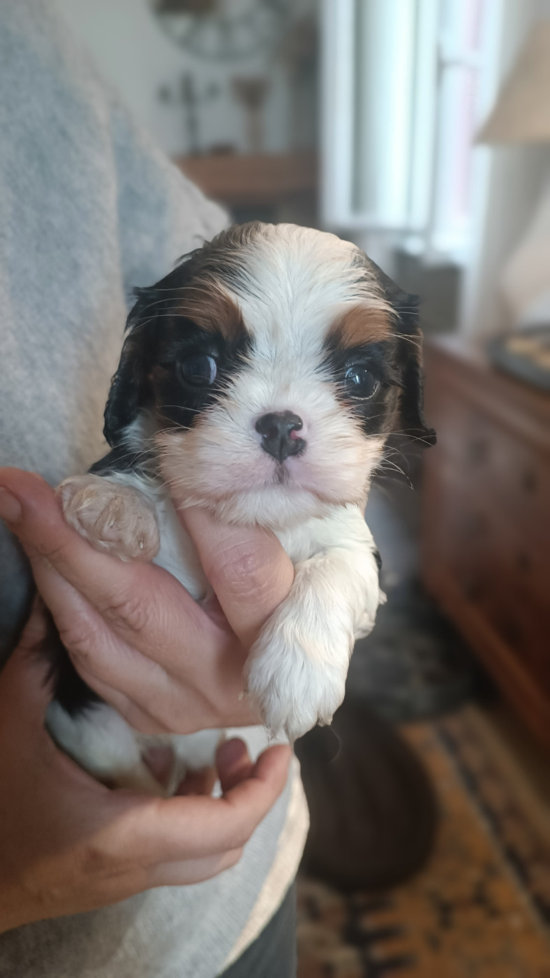 des Jardins de Mezzavia - Chiots disponibles - Cavalier King Charles Spaniel