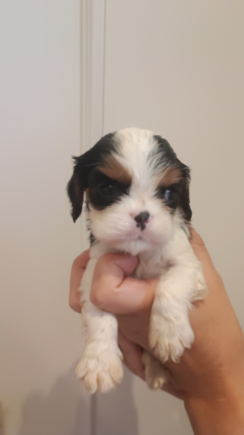 des Jardins de Mezzavia - Chiots disponibles - Cavalier King Charles Spaniel