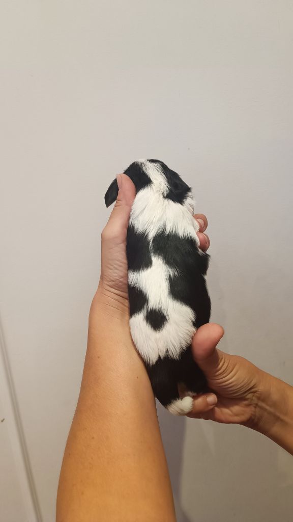 des Jardins de Mezzavia - Chiots disponibles - Cavalier King Charles Spaniel