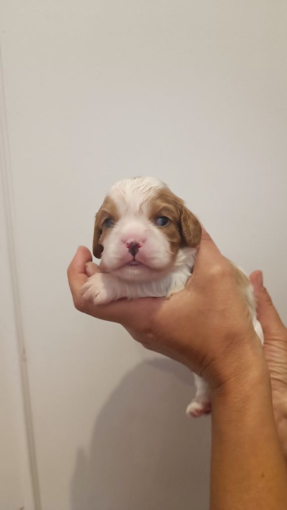 des Jardins de Mezzavia - Chiots disponibles - Cavalier King Charles Spaniel