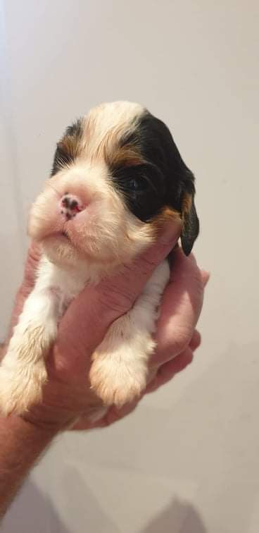 des Jardins de Mezzavia - Cavalier King Charles Spaniel - Portée née le 14/04/2022