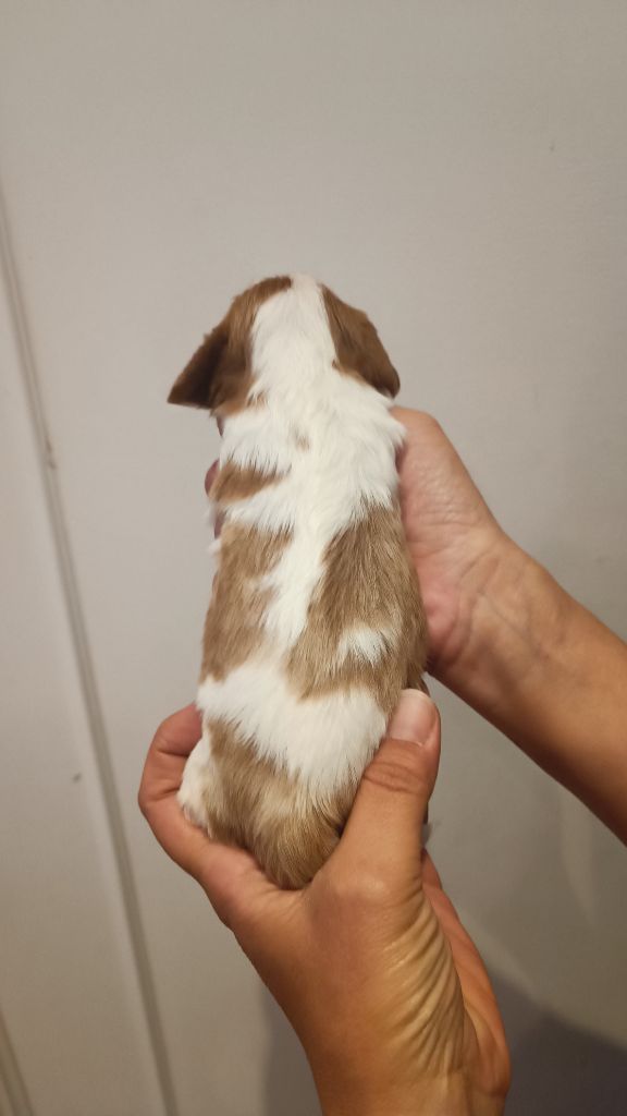 des Jardins de Mezzavia - Chiots disponibles - Cavalier King Charles Spaniel