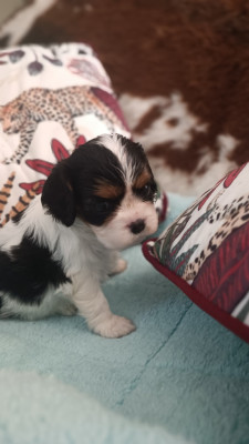 Chiot N°6