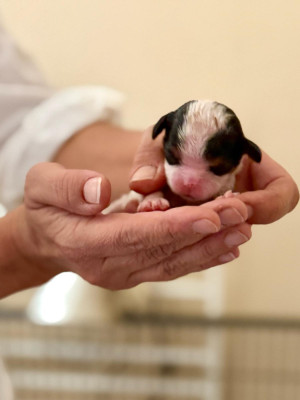 Chiot N°2