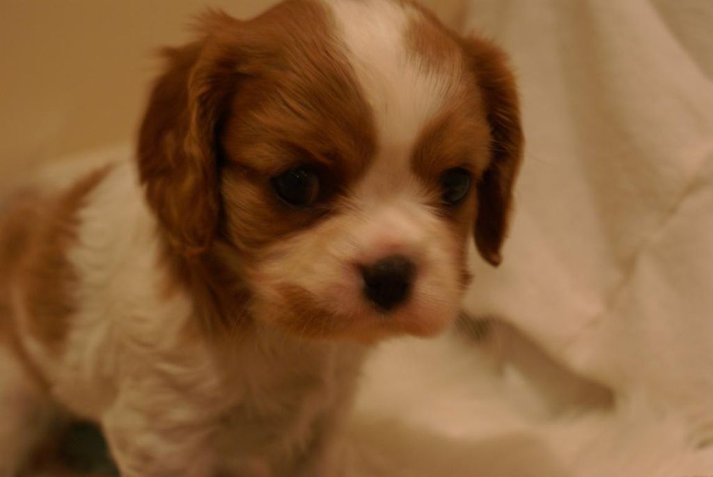 des Jardins de Mezzavia - Cavalier King Charles Spaniel - Portée née le 24/09/2019